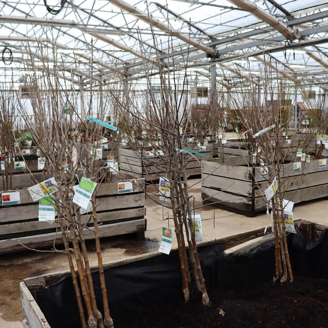 Prunus persica 'Bonanza' Bare Root Peach Tree, Bare Root Trees