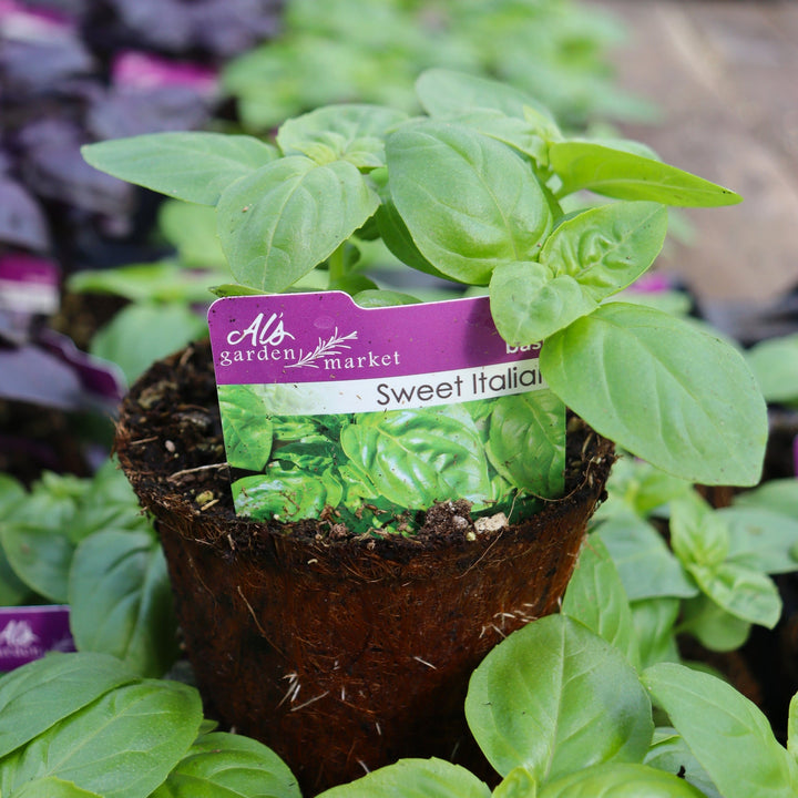 Ocimum basilicum 'Sweet Italian' Basil, 4 Inch Annuals