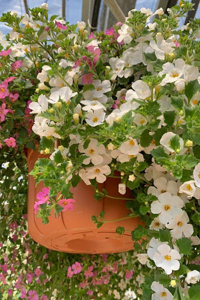 Spring Hanging Basket
