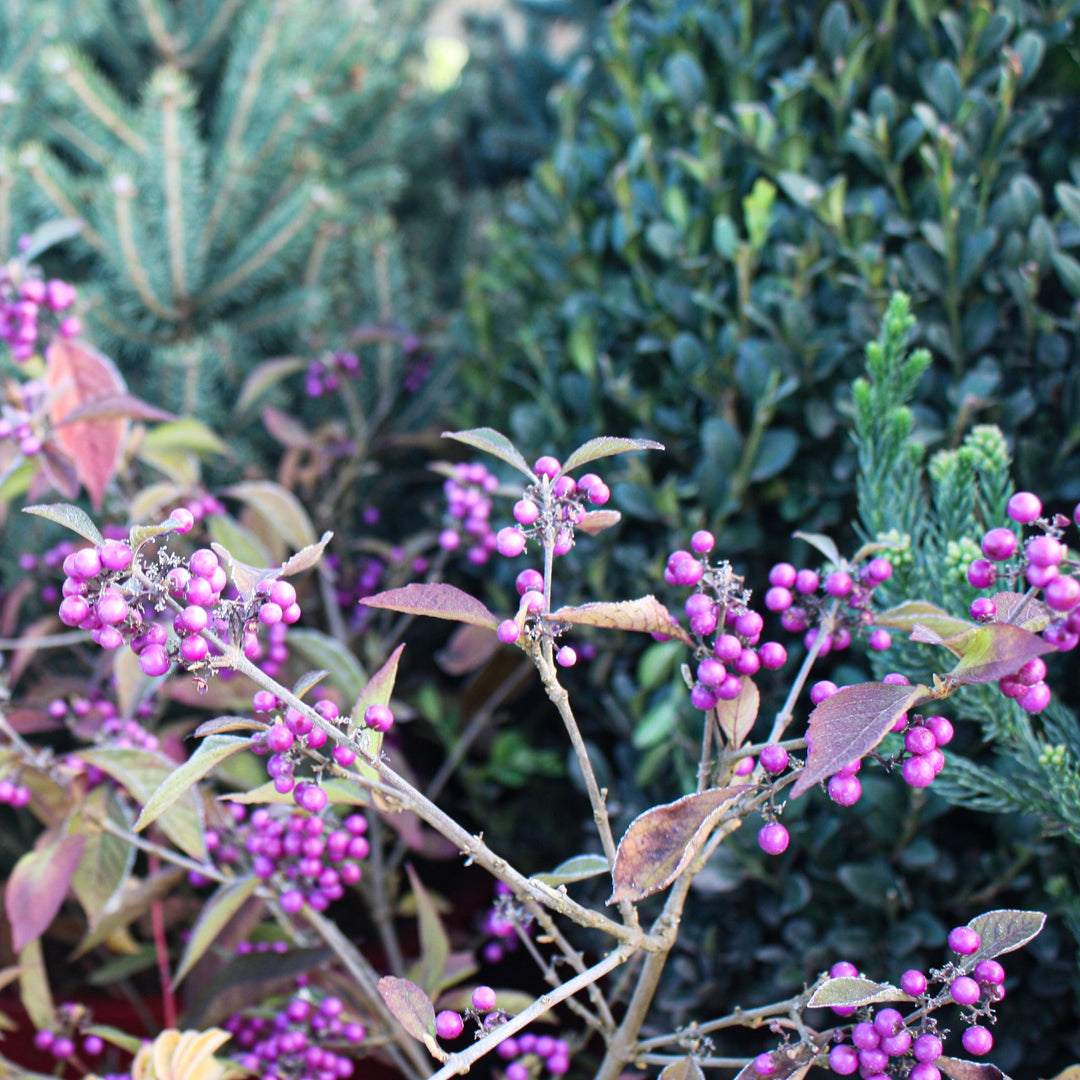 Callicarpa bodinieri 'Profusion' Beautyberry, 2 Gallon Shrubs