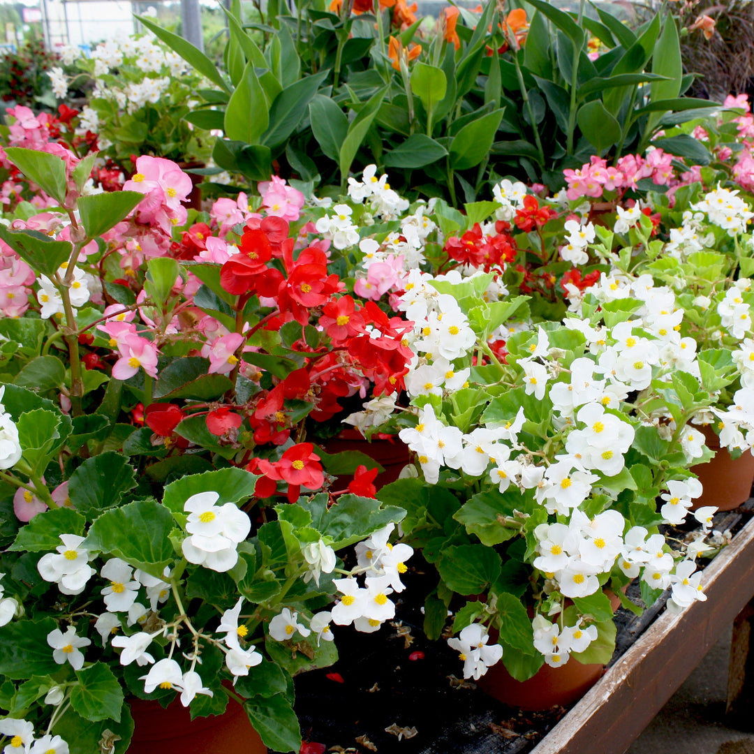 Begonia x 'Big Mix' Begonia, 10 Inch Annuals