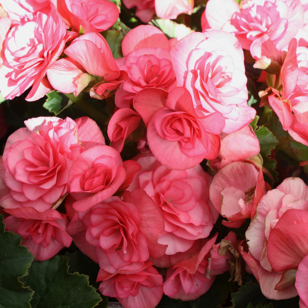 Begonia x 'Solar Mix' Begonia, 10 Inch Annuals