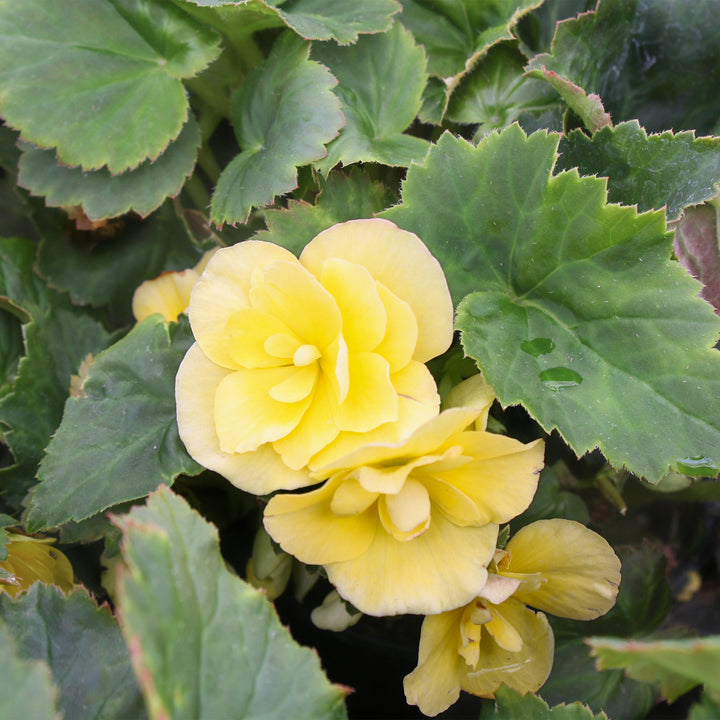 Al's Garden and Home Solar Begonia Yellow