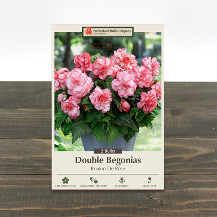 Begonia Double 'Bouton De Rose'