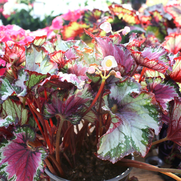 Begonia x 'Jurassic Silver Swirl' Begonia, 1 Gallon Annuals