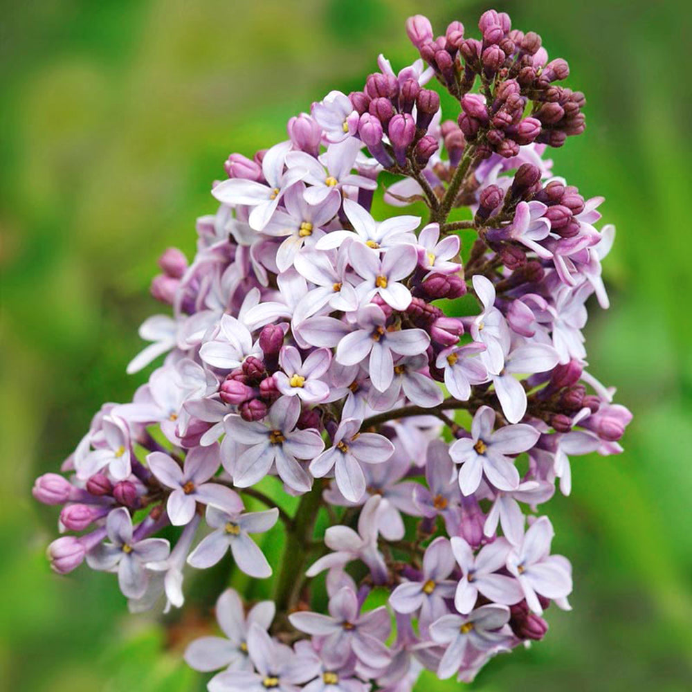 Syringa vulgaris 'Belle De Nancy' Common Lilac, Shrub