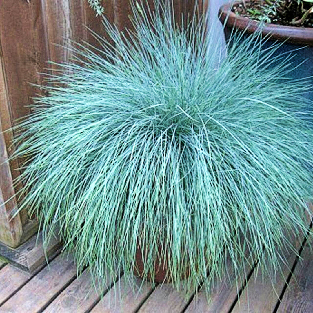Festuca glauca 'Casca11' PP23307 Fescue, 1 Gallon Perennials