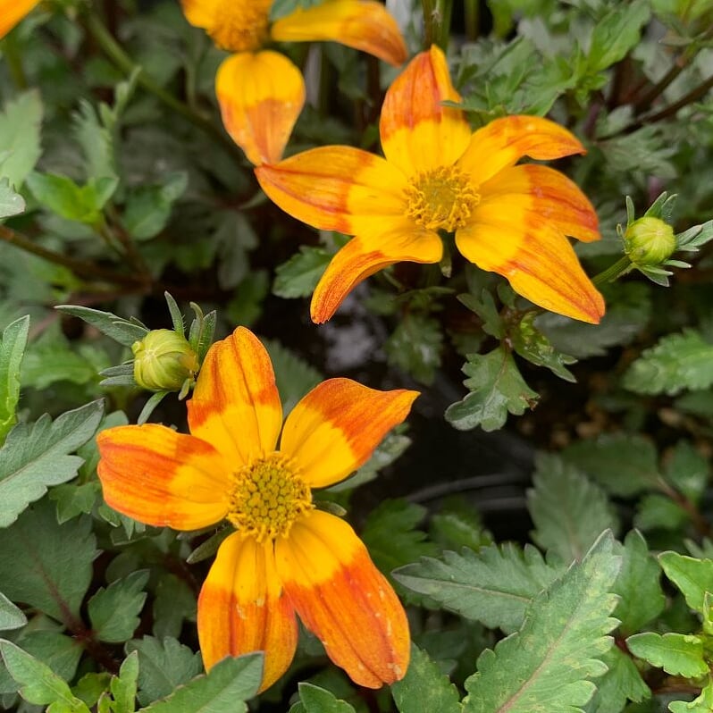 Bidens ferulifolia 'Balbidbaim' Bidens, 4 Inch Annuals
