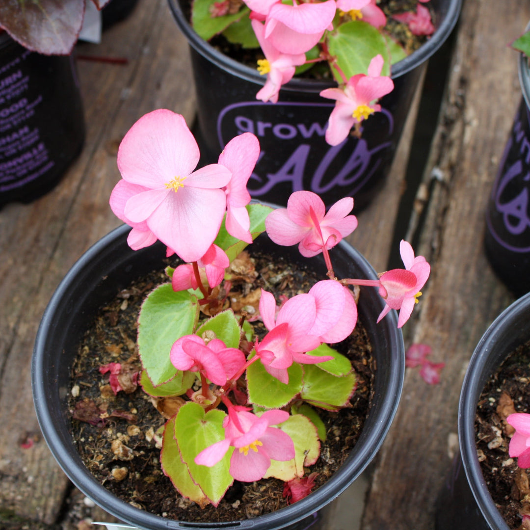 Begonia x 'Big Mix' Begonia, 1 Gallon Annuals