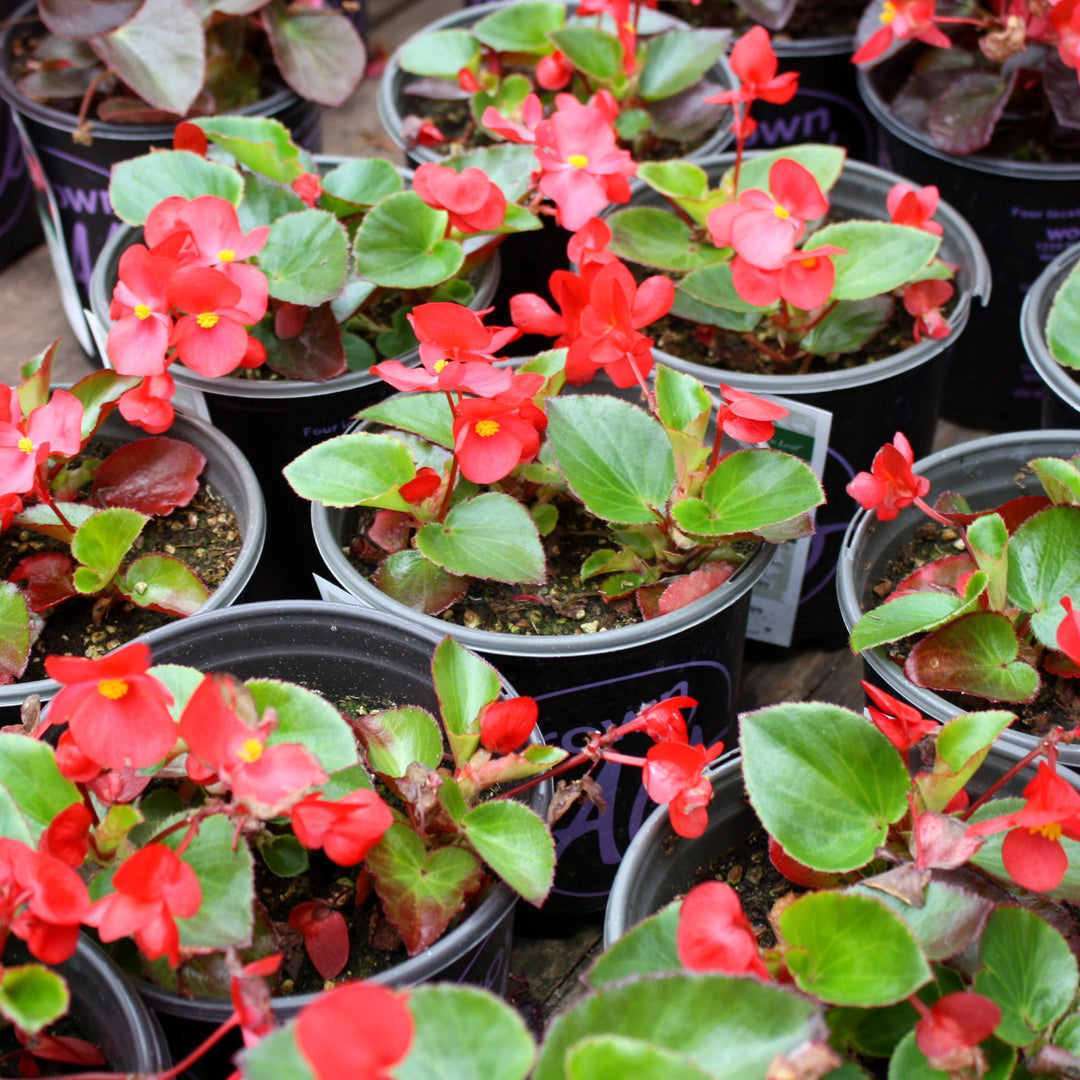 Begonia x 'Big Mix' Begonia, 1 Gallon Annuals