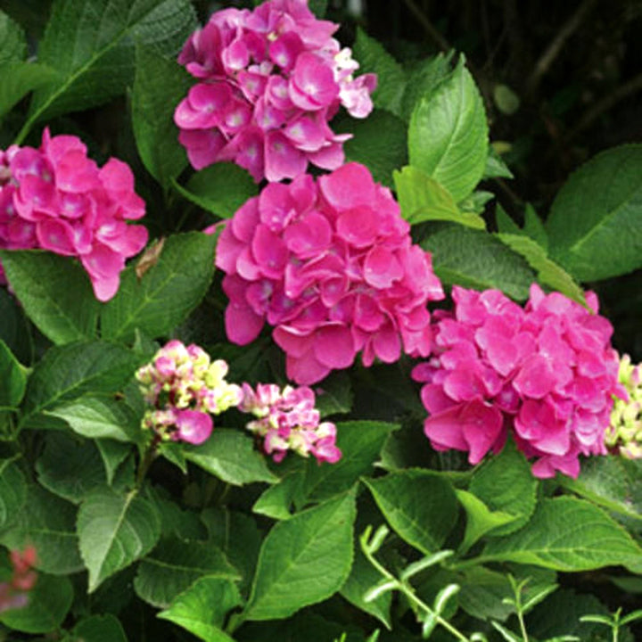 Hydrangea macrophylla 'Venice Raven' PP10928 Mophead Hydrangea, 2 Gallon Shrubs