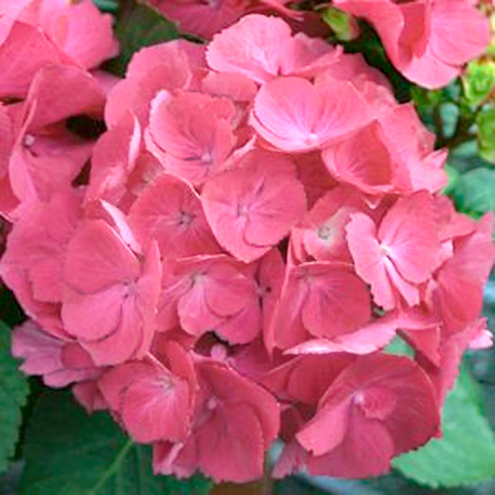 Hydrangea macrophylla 'Paris Rapa' PP10906 Mophead Hydrangea, 2 Gallon Shrubs
