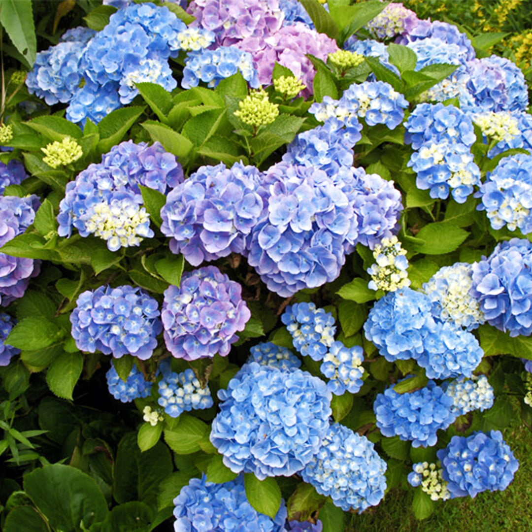 Hydrangea macrophylla 'Horben' Mophead Hydrangea, 2 Gallon Shrubs