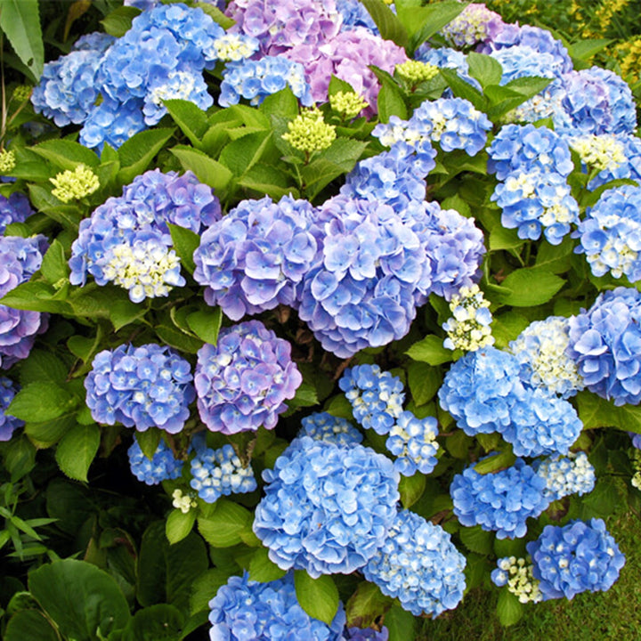 Hydrangea macrophylla 'Horben' Mophead Hydrangea, 2 Gallon Shrubs