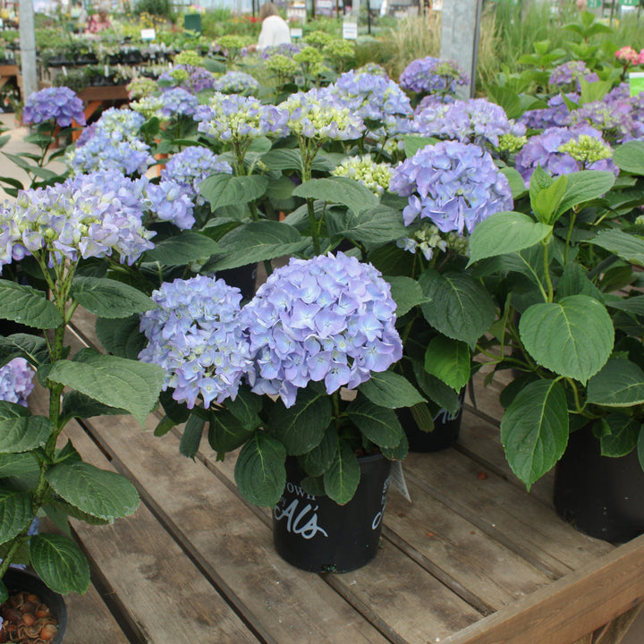 Al's Garden & Home 'Horben' Mophead Hydrangea (Hydrangea macrophylla), 2 Gallon shrub