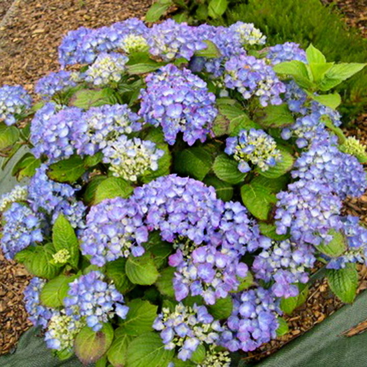 Hydrangea macrophylla 'Horben' Mophead Hydrangea, 2 Gallon Shrubs