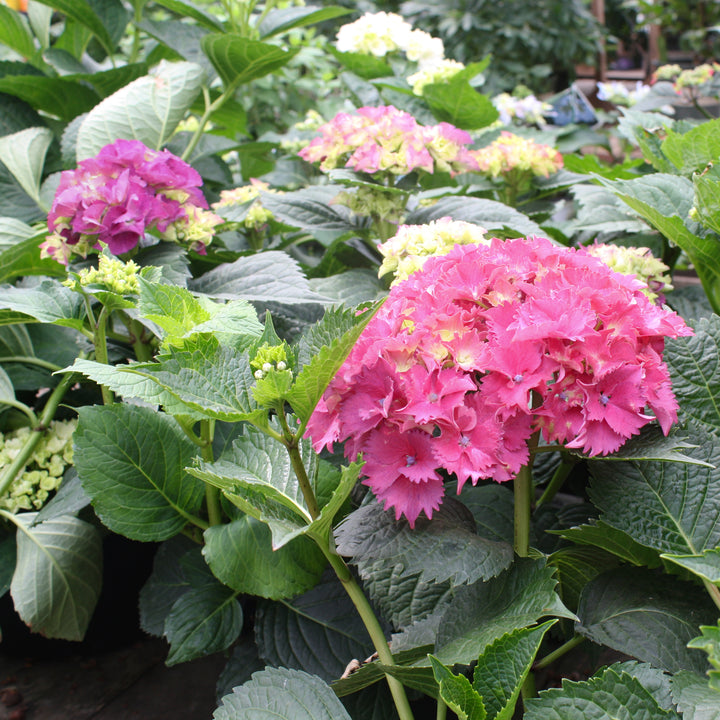 Al's Garden & Home 'Masja' Mophead Hydrangea (Hydrangea macrophylla), 2 Gallon shrub