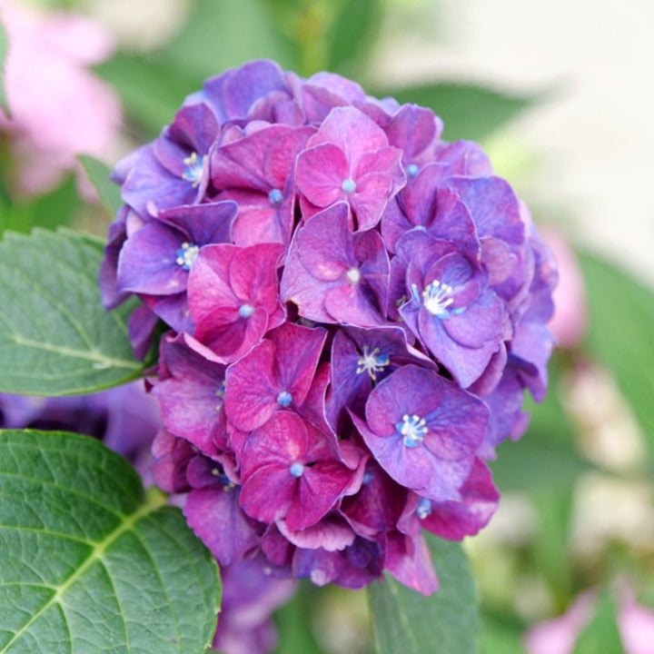 Hydrangea macrophylla 'Stragrum' Mophead Hydrangea, 2 Gallon Shrubs
