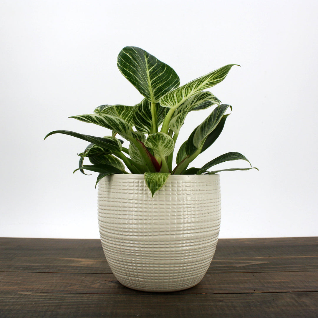 Philodendron x 'Birkin' Philodendron, 6 Inch Houseplants