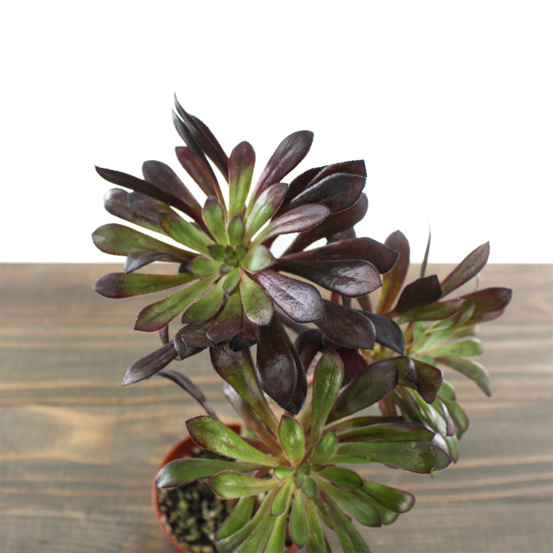 Amaranto Growers 'Atropurpereum' Black Rose Tree (Aeonium arboreum), 4 Inch houseplant