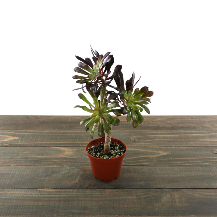 Amaranto Growers 'Atropurpereum' Black Rose Tree (Aeonium arboreum), 4 Inch houseplant