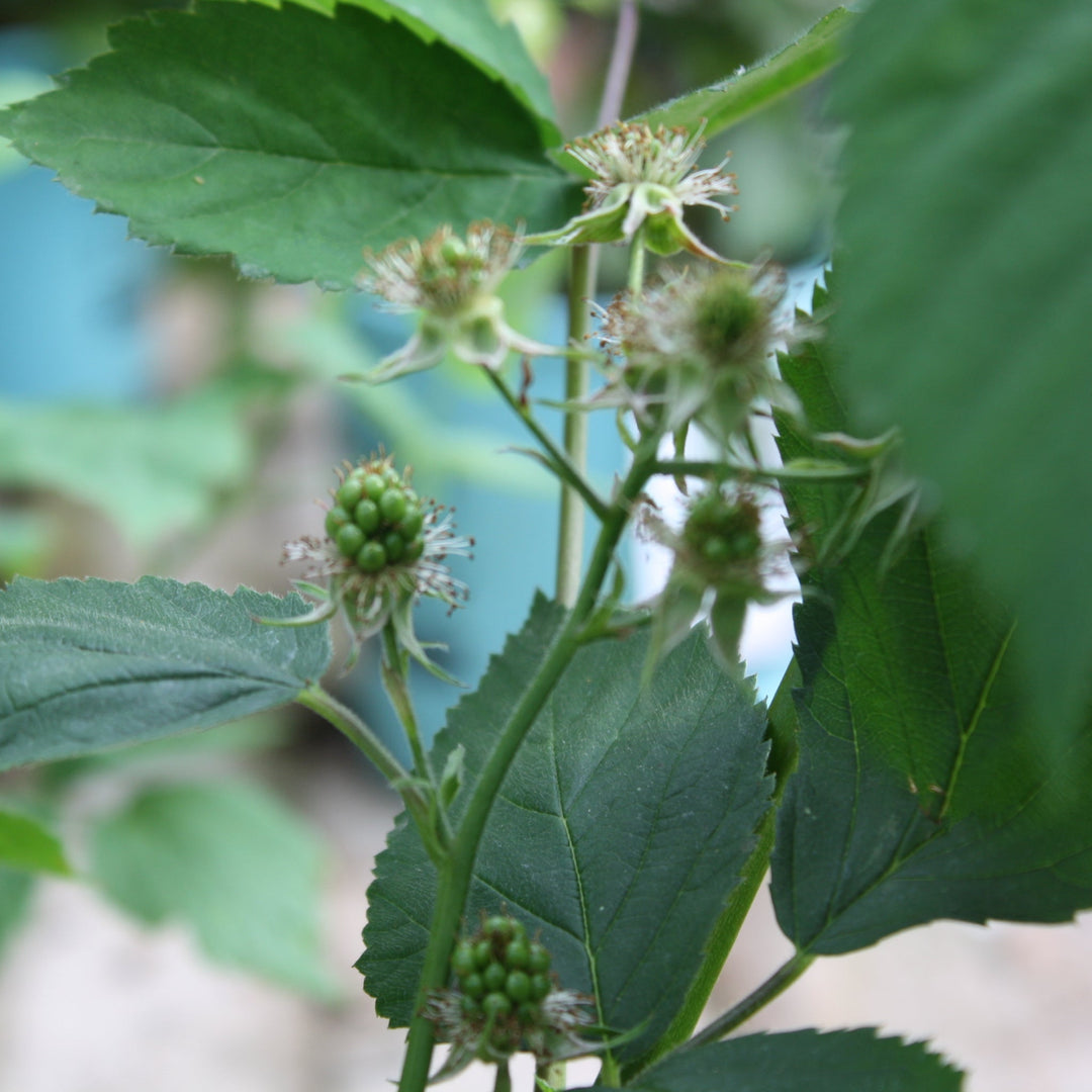 Rubus fructicosus 'Black Satin' Blackberry, 1 Gallon Vines