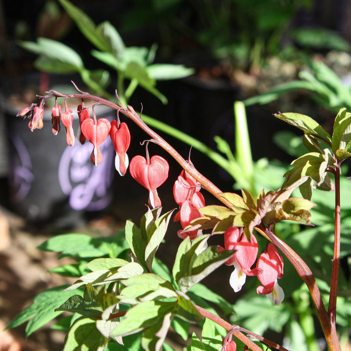 Dicentra spectabilis 'Hordival' PP22739 Bleeding Heart, 1 Gallon Perennials