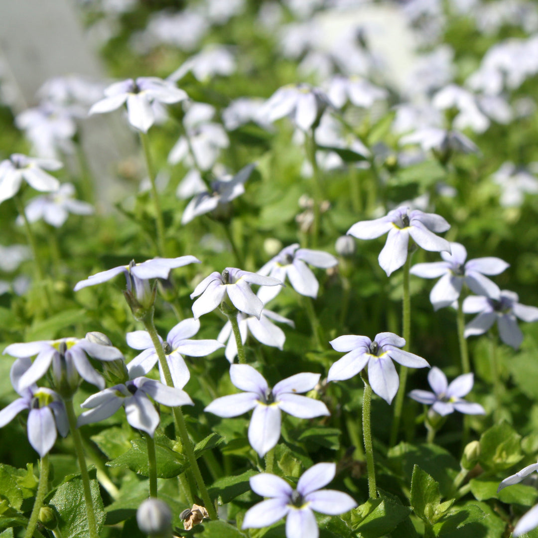 Isotoma fluviatilis 'Laurentia' Blue Star Creeper, 1 Quart Perennials