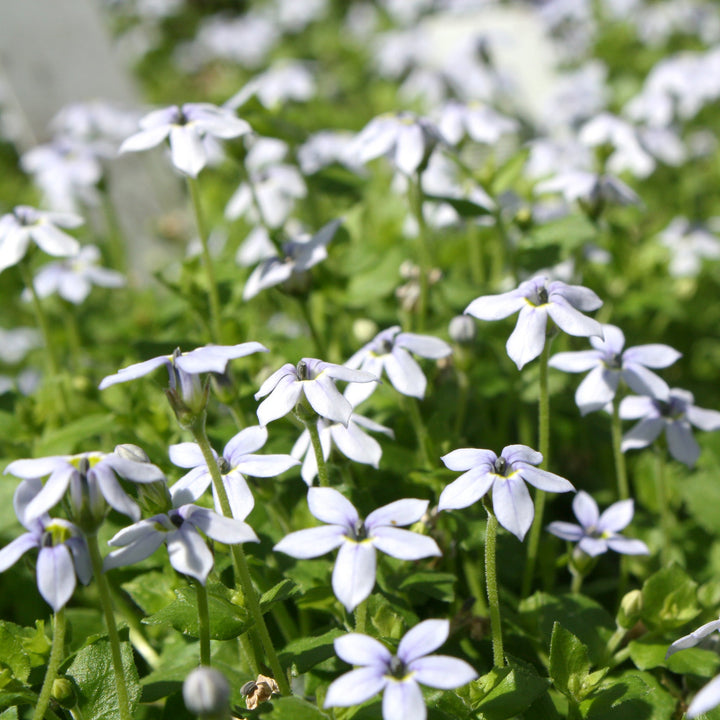 Isotoma fluviatilis 'Laurentia' Blue Star Creeper, 1 Quart Perennials