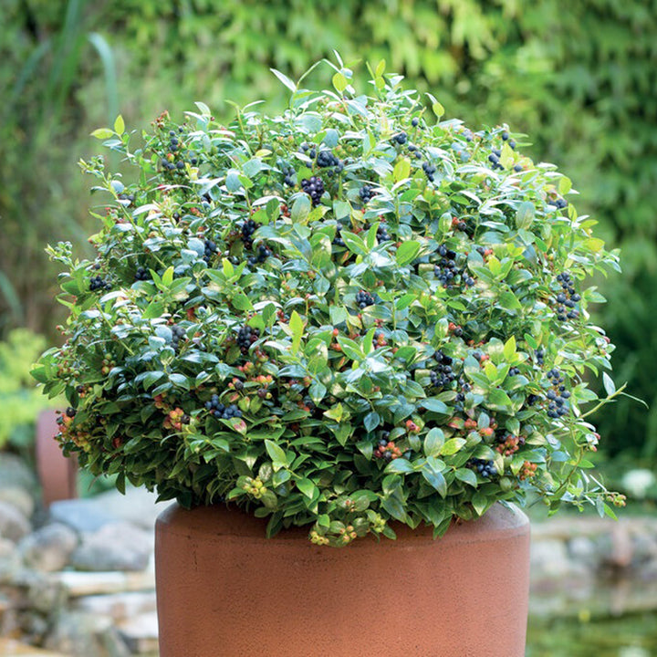 Vaccinium angustifolium 'Berrybux' PP25467 Lowbush Blueberry, 3 Gallon Shrubs