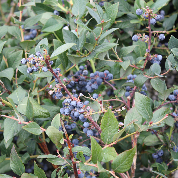 Vaccinium corymbosum 'Elliott' Highbush Blueberry, 5 Gallon Shrubs