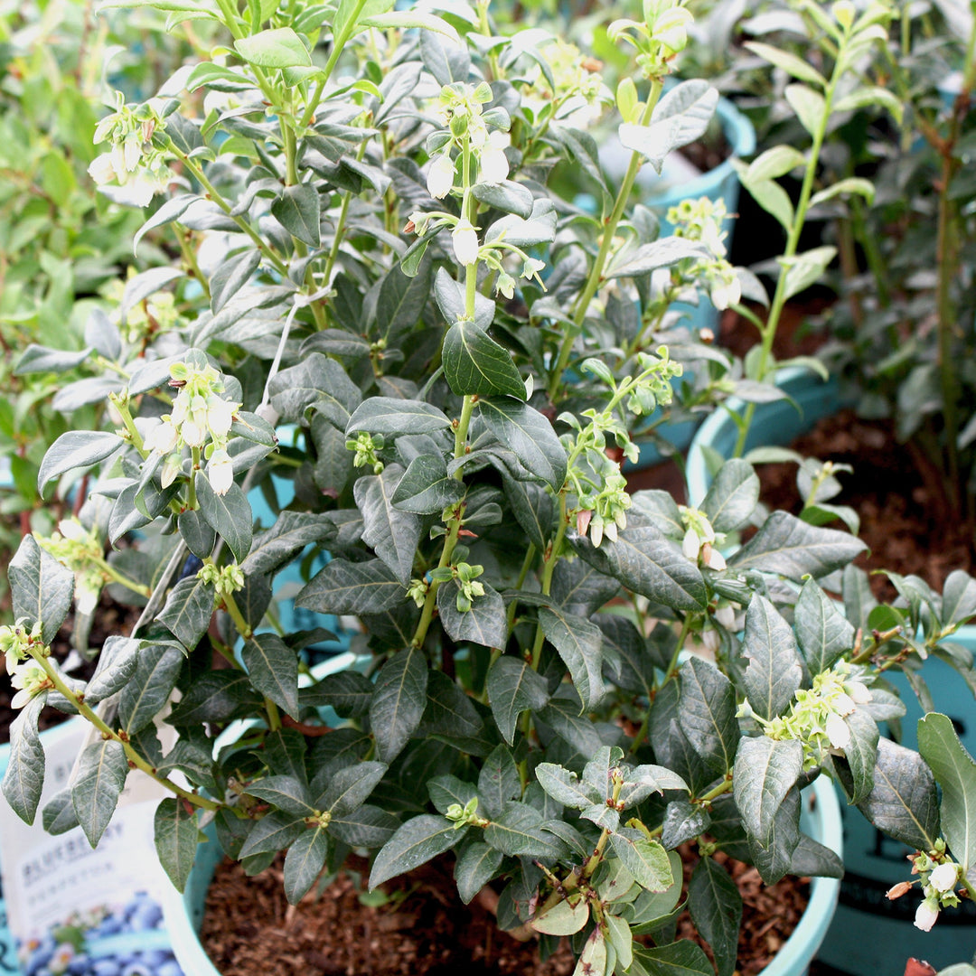 Vaccinium x 'Perpetua' PP24209 Blueberry, 3 Gallon Shrubs