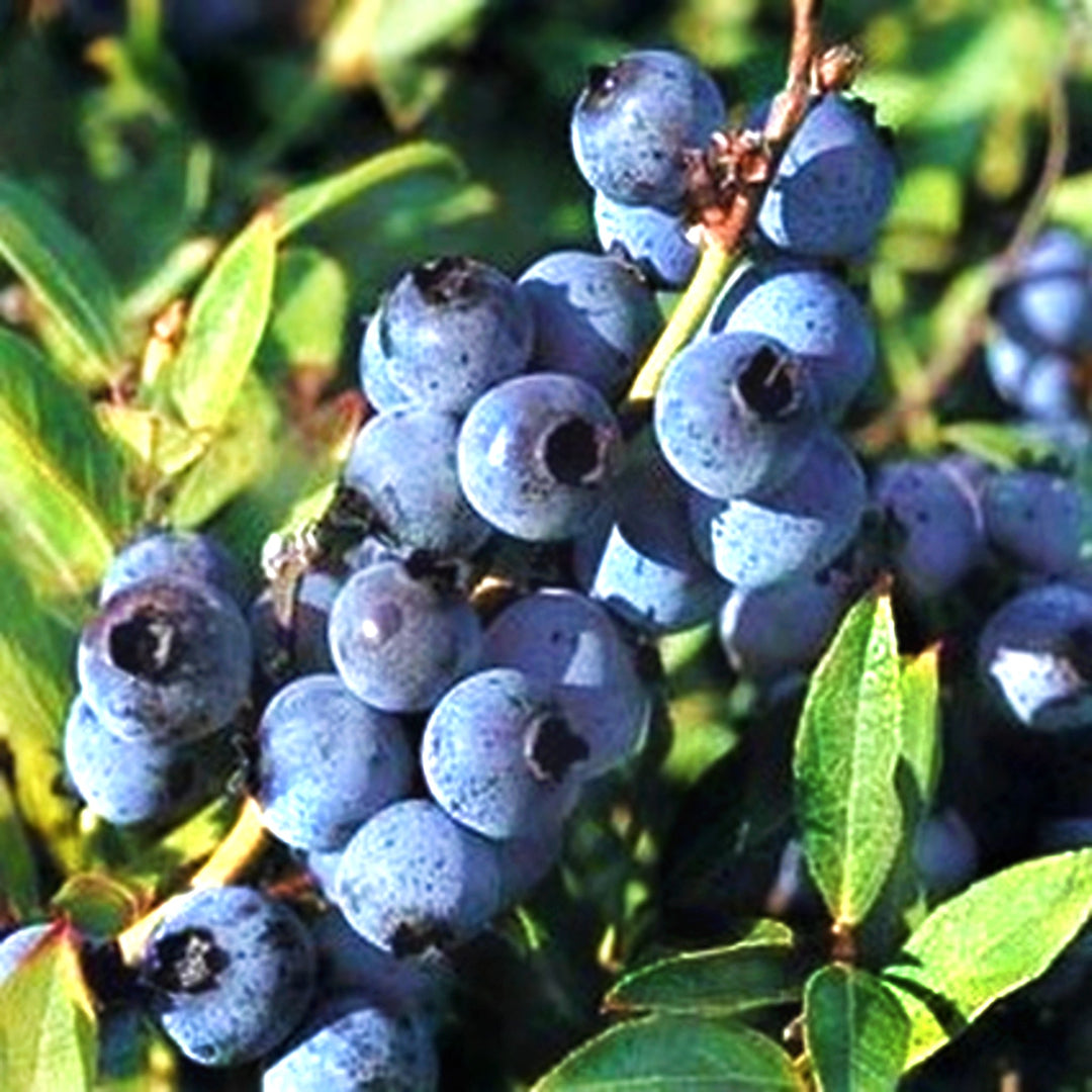 Vaccinium corymbosum 'Top Hat' Highbush Blueberry, 1 Gallon Shrubs