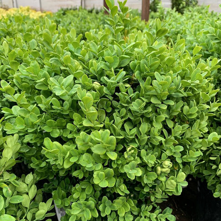 Buxus sempervirens 'Suffruticosa' Boxwood, 1 Gallon Shrubs