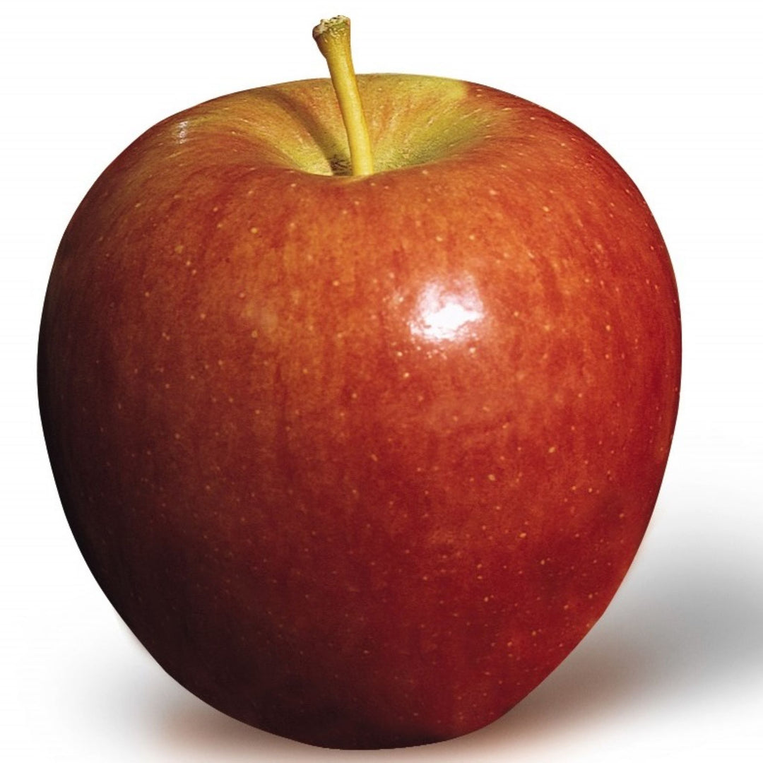 Malus domestica 'Braeburn' Semi-Dwarf Apple, Bare Root Apple Tree, Tree