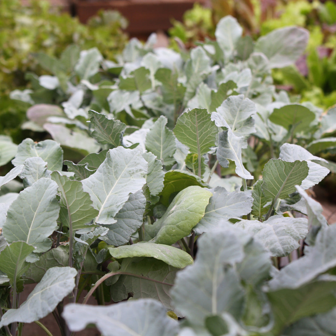 Al's Garden & Home 'Purple Sprouting' Broccoli (Brassica oleracea var. italica), 6-Pack edible vegetable annual