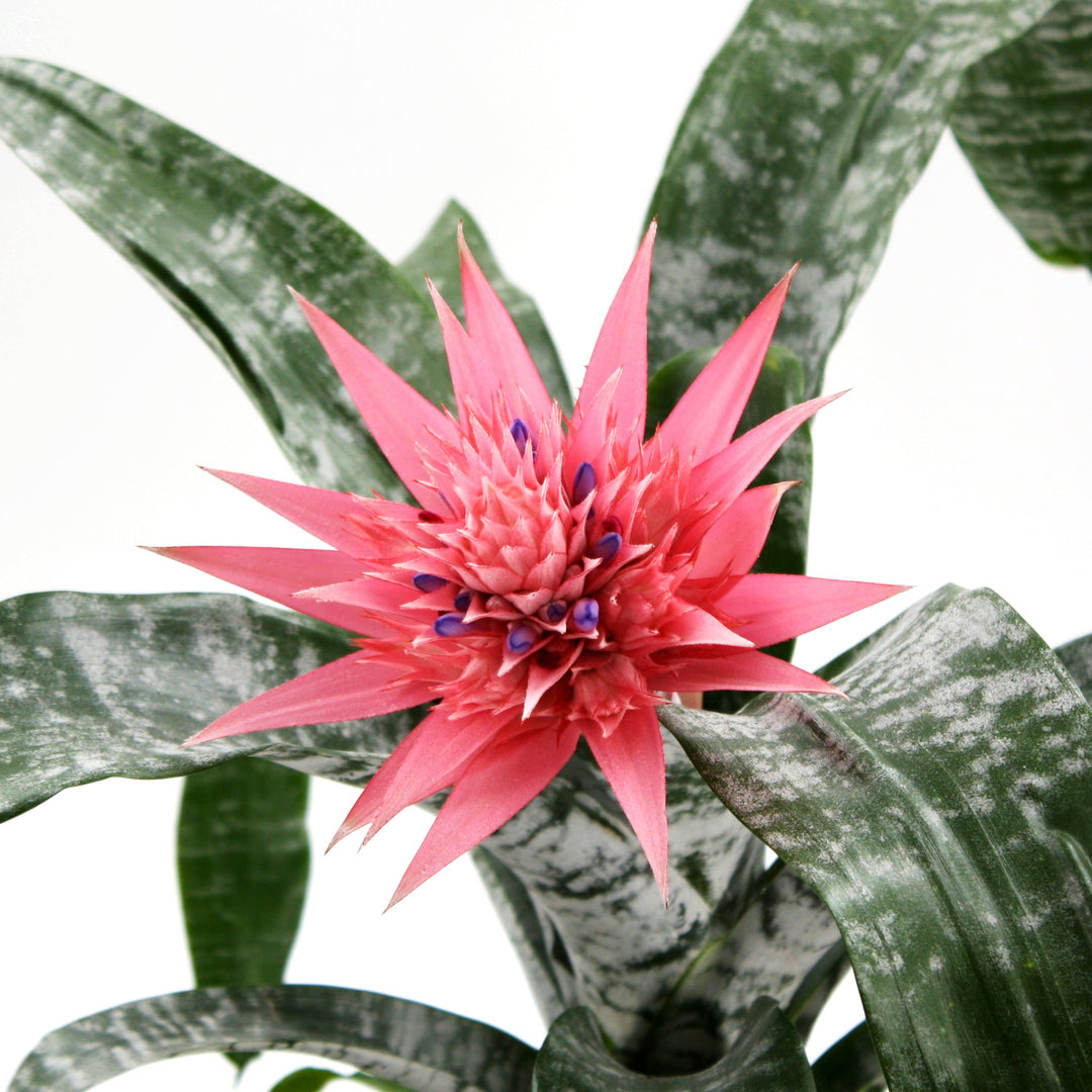 Achmea fasciata Silver Vase Plant, 6 Inch Houseplants