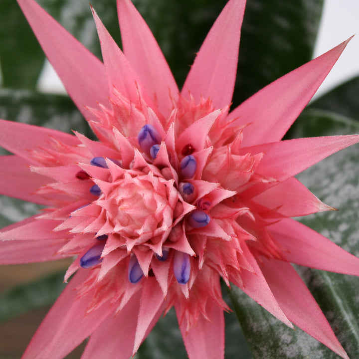 Achmea fasciata Silver Vase Plant, 6 Inch Houseplants