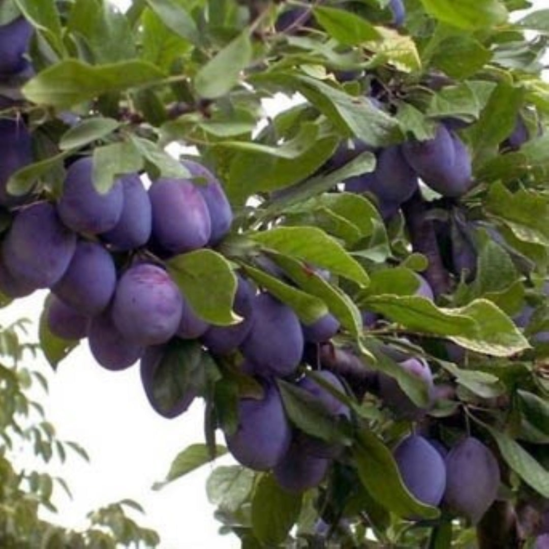 Prunus domestica 'Brooks' Dwarf Plum, Bare Root Prune Tree, Tree
