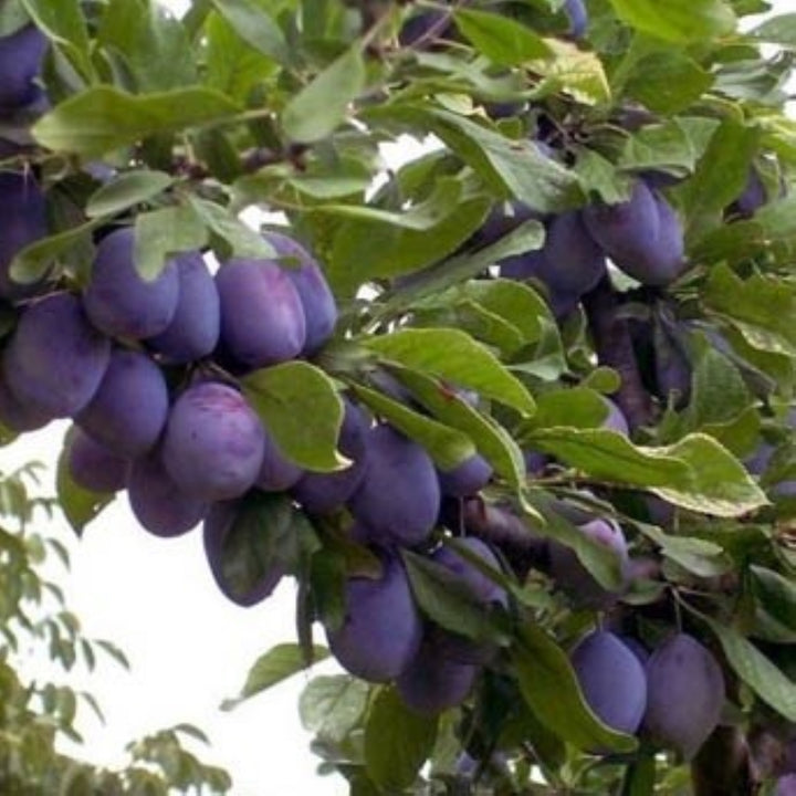 Prunus domestica 'Brooks' Dwarf Plum, Bare Root Prune Tree, Tree