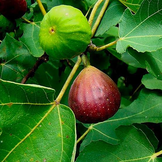 Ficus carica 'Brown Turkey' Fig Tree, Tree