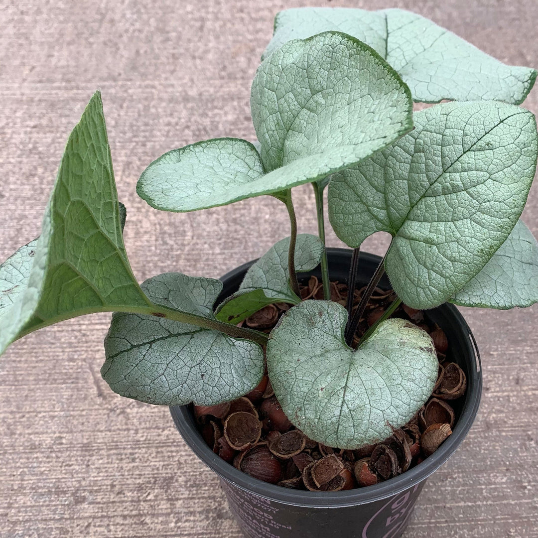 Brunnera macrophylla 'Alexander's Great' PP25789 Great Forget-Me-Not, 1 Gallon Perennials