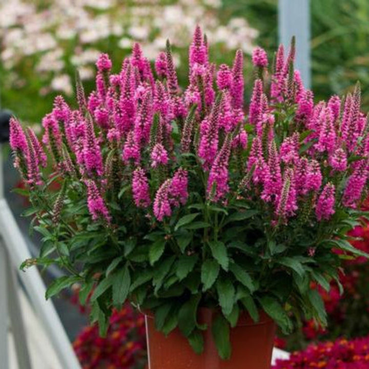 Veronica spicata 'Bubblegum Candles' PP29780 Veronica, 1 Gallon Perennials