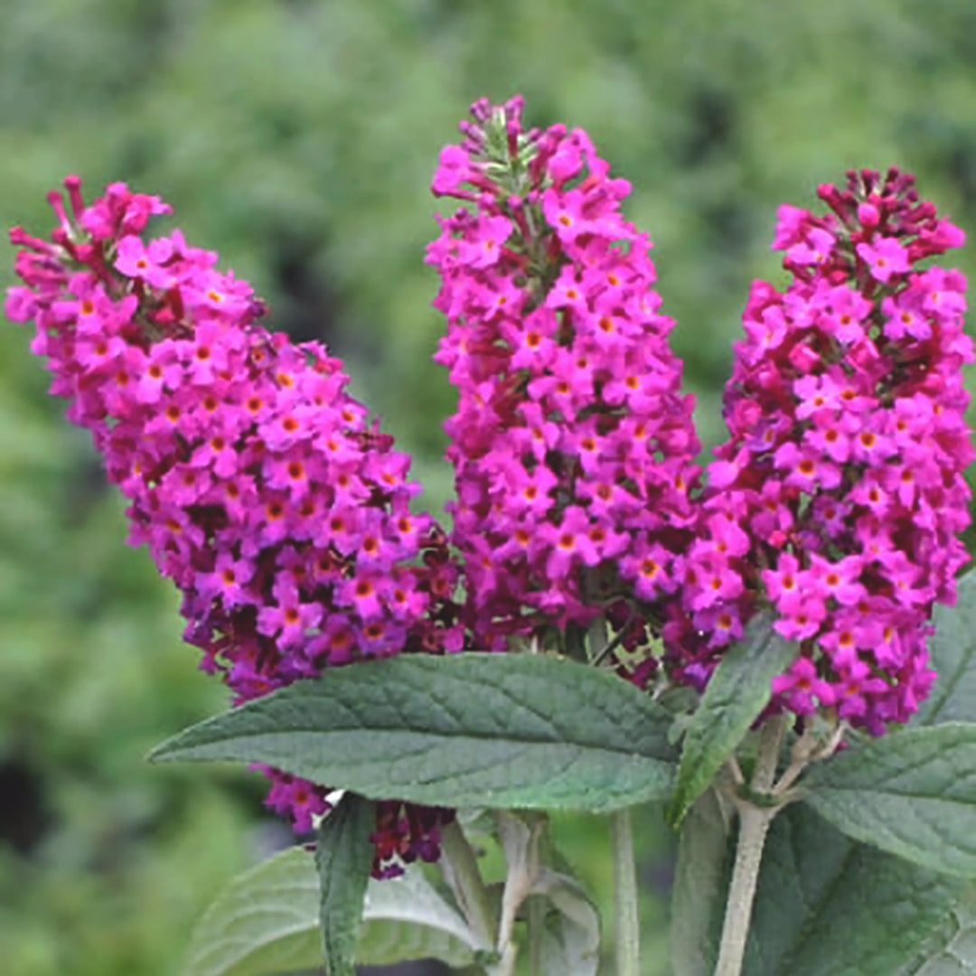 Buddleia x 'Miss Ruby' PP19950 Butterfly Bush, 2 Gallon Shrubs