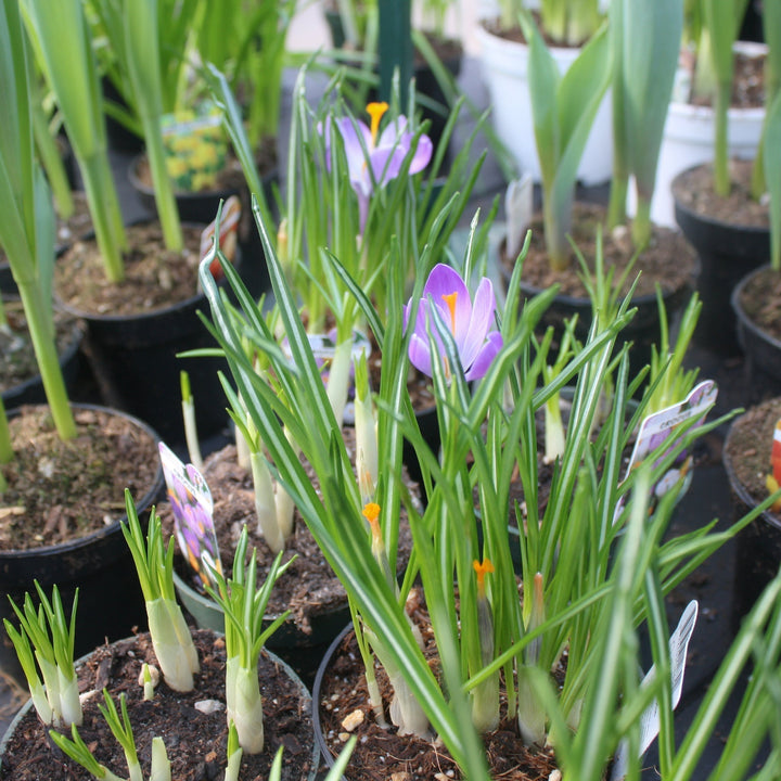 Assorted Spring Blooming Bulbs