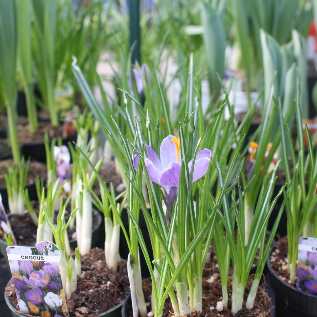 Assorted Spring Blooming Bulbs