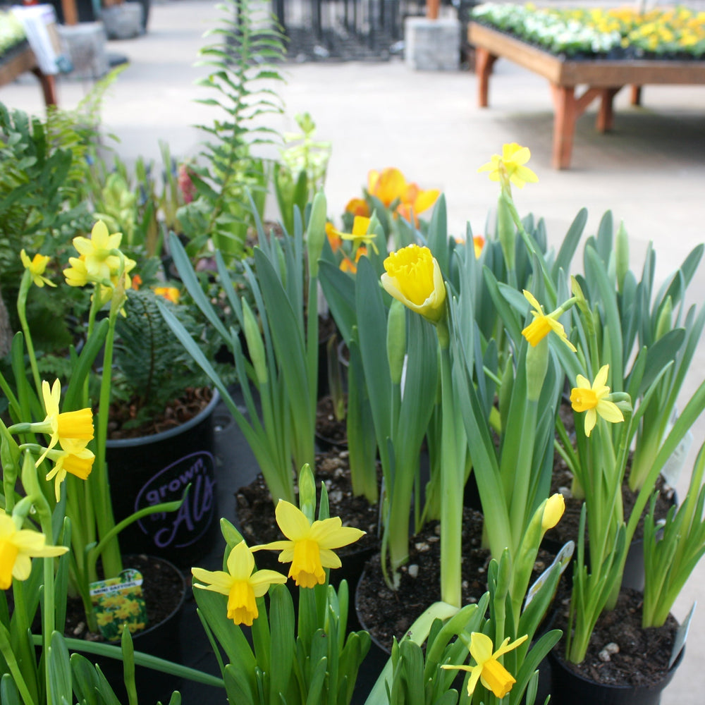 Assorted Spring Blooming Bulbs