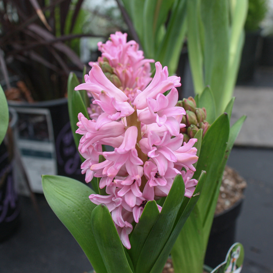 Bulb Hyacinth