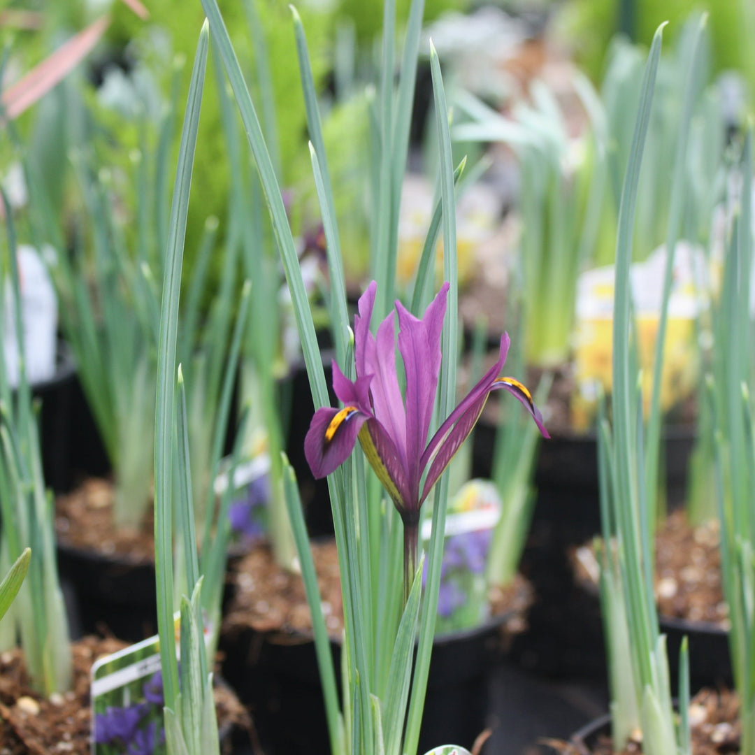 Assorted Spring Blooming Bulbs