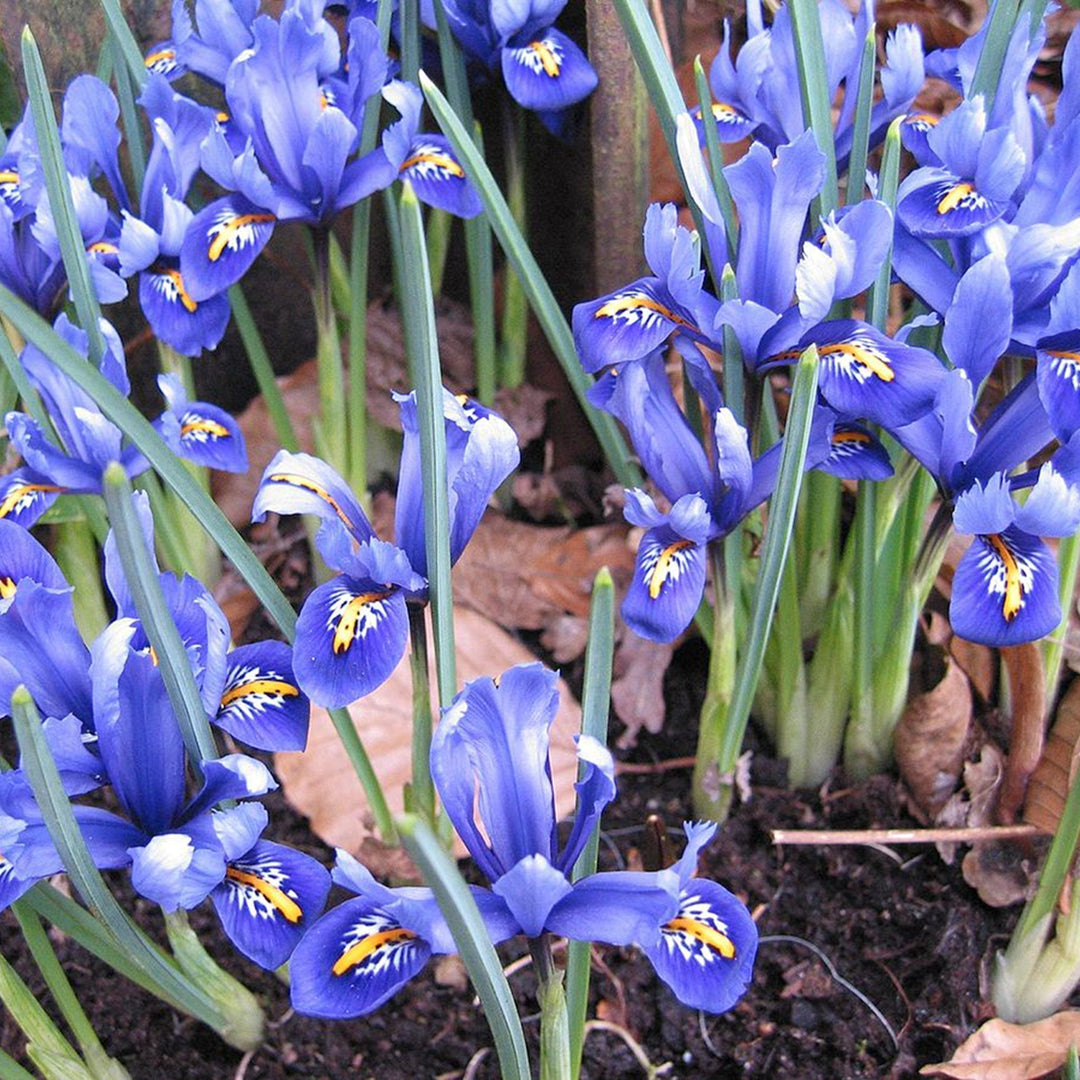 Assorted Spring Blooming Bulbs